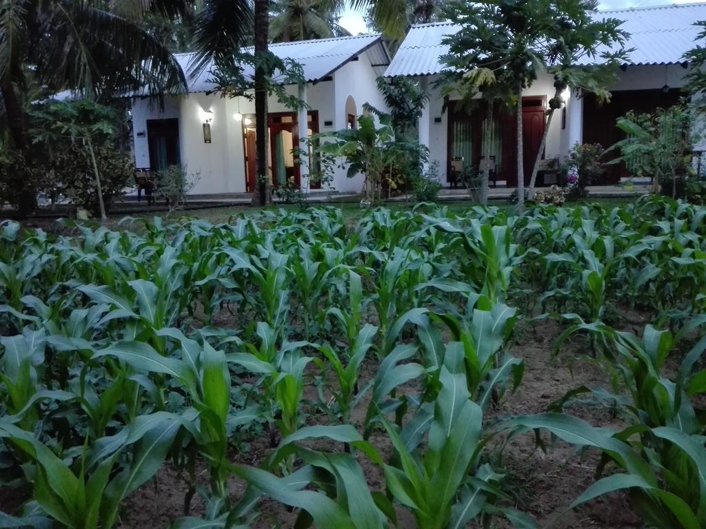 Hideaway Homestay Habarana Kültér fotó